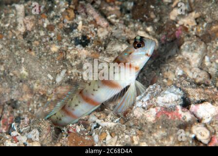 Red-margin Shrimpgoby, Amblyeleotris rubrimarginata, by hole entrance, Pintu Colada dive site, Lembeh Straits, Sulawesi, Indonesia Stock Photo