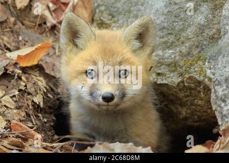 A curious Red Fox kit peaks out from inside the den. Stock Photo