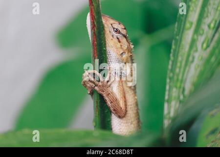 Oriental garden fence lizard or Calotes versicolor sitting on a branch in the tropical jungle. Asian lizard on a blurred background of green forest. A Stock Photo