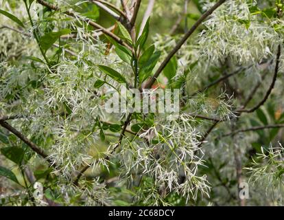 Close up of beautiful, white witch hazel flowers on tree branches Stock Photo