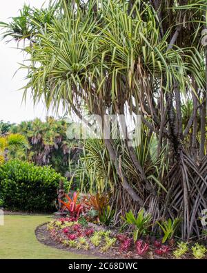 A mature Screw Pine palm tree (Pandanus utilis) in garden with tropical plants in foreground beneath it. Stock Photo