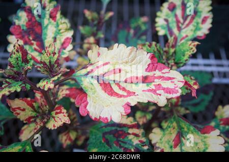 Close up of vibrant, variegated, red, green and yellow leaves on the Coleus plant, Stormy Weather. Stock Photo