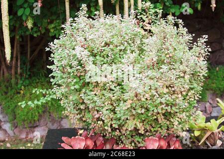 Pink and white leaves on the Snow Bush (Breynia disticha) in a tropical garden surrounded by bromeliads, ferns and Parrot's Beak in background Stock Photo