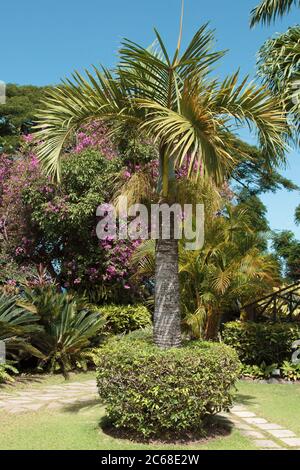 A picture of a mature Spindle Palm tree, Hyophorbe verschaffeltii, in a tropical garden setting Stock Photo
