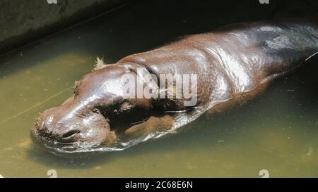 The pygmy hippopotamus (Choeropsis liberiensis or Hexaprotodon liberiensis), a small hippopotamid in a water. Stock Photo