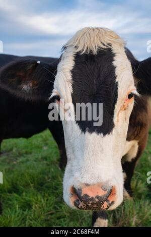 Cattle. Young Holstein Friesian Cow in a field in west kennet. Avebury, Wiltshire, England Stock Photo