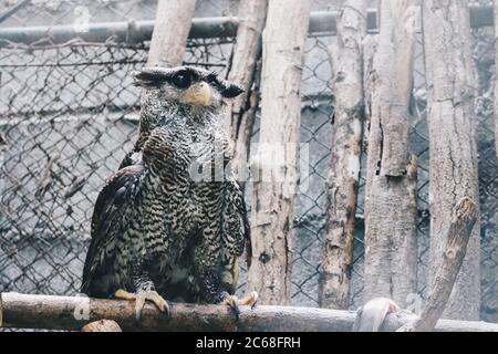 The barred eagle-owl (Bubo sumatranus), also called Beluk jampuk or Malay eagle-owl on the branch Stock Photo