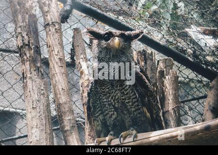 The barred eagle-owl (Bubo sumatranus), also called Beluk jampuk or Malay eagle-owl on the branch Stock Photo