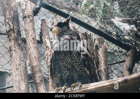 The barred eagle-owl (Bubo sumatranus), also called Beluk jampuk or Malay eagle-owl on the branch Stock Photo