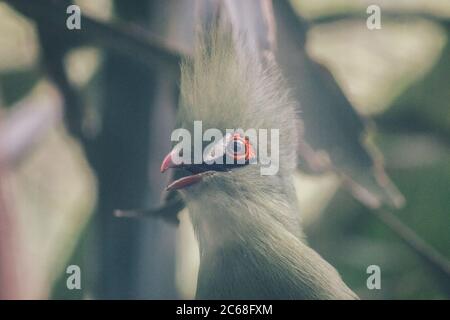 Guinea Turaco (Tauraco persa) or turaco hijau bird on a tree branch Stock Photo