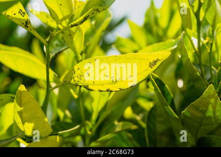 Aphids and ants on leaves of orange tree Stock Photo