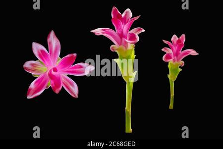 Wild pink curcuma flower or Thai siam tulip isolated on black background with clipping path Stock Photo