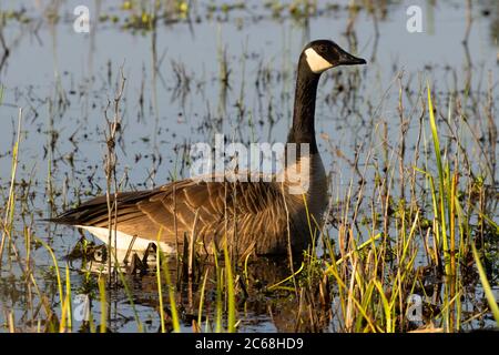 Canada goose (Branta canadensis) at Cackler Marsh, Baskett Slough National Wildlife Refuge, Oregon Stock Photo