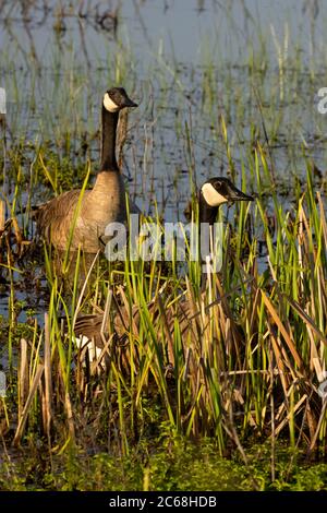 Canada geese (Branta canadensis) at Cackler Marsh, Baskett Slough National Wildlife Refuge, Oregon Stock Photo