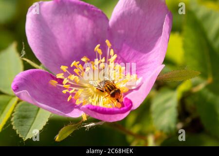 Bee willow 3 Stock Photo - Alamy