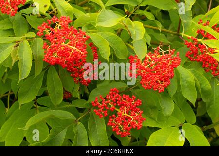 Red elderberry (Sambucus racemosa), Willamette Mission State Park, Oregon Stock Photo