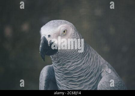 Close up on a African Grey Parrot Stock Photo