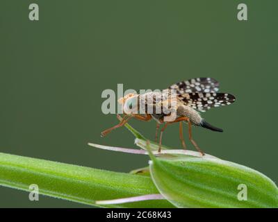 Picture-winged fly (Ulidiidae  species) sitting on a flower stem and cleaning its front legs. Boundary Bay salt marsh, British Columbia Stock Photo
