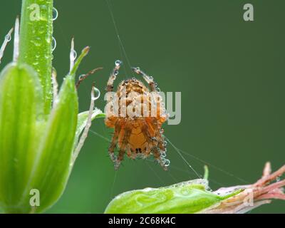 a colourful cross orbweaver spider, Araneus diadematus, sitting in its web covered in water droplets. Boundary Bay saltmarsh, Ladner, Delta, British C Stock Photo