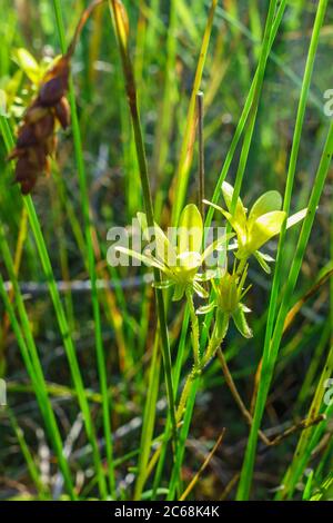 Flowering Marsh saxifrage flowers in a wetland Stock Photo