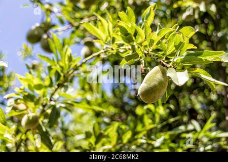 Almond tree branches with unripe fruits on a background of blue sky close-up Stock Photo