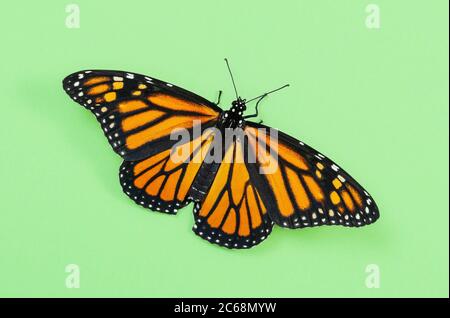 Dorsal view of a female Monarch butterfly feeding on a pink Zinnia ...