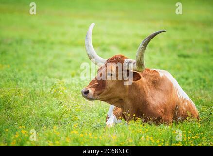 Texas longhorn lying down in green grass and yellow flowers in the summer pasture. Stock Photo