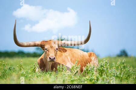 Texas longhorn lying down in the grass in the pasture. Blue sky background. Stock Photo