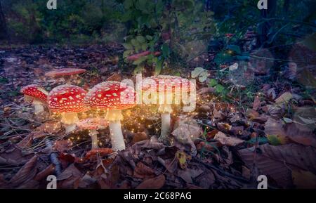 Red magic mushrooms glowing in the mystery dark forest. Fantasy toadstool. Stock Photo