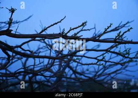Dead tree branches, Dry Tree and Dry branch, Sunset in the Evening Stock Photo