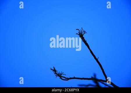 Dead tree branches, Dry Tree and Dry branch, Sunset in the Evening Stock Photo