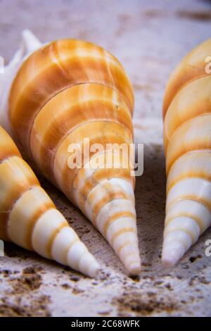 A close-up view of two horse cones oysters. Horse cones are members of a large group of shells. Stock Photo