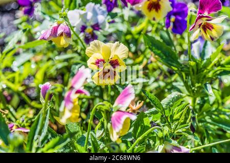 Pansies in the garden. Flower bed. Stock Photo