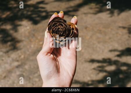 Woman hands holding unusual pinecone. Pincone as rose, decorative. Brown background with shadiws from trees. Stock Photo