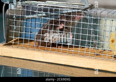 Mouse in a live capture mousetrap at the ground of the kitchen, live catch trap Stock Photo