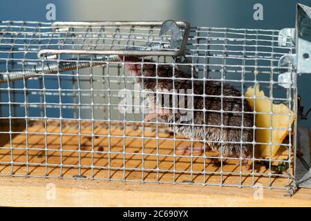 Mouse in a live capture mousetrap at the ground of the kitchen, live catch trap Stock Photo