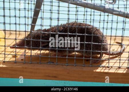 Mouse in a live capture mousetrap at the ground of the kitchen, live catch trap Stock Photo