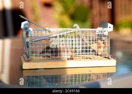 Mouse in a live capture mousetrap at the ground of the kitchen, live catch trap Stock Photo