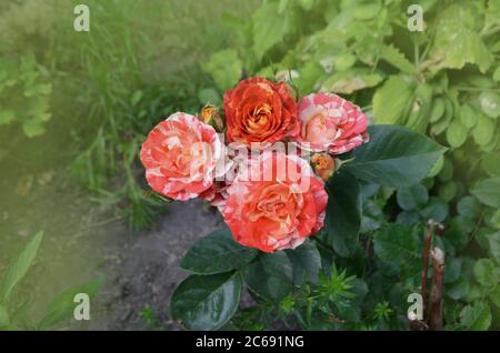 Beautiful unique two color rose. Striped pink orange flower grown. Bicolor  yellow red roses with stripes. Multi colored pink yellow red roses with wh Stock Photo