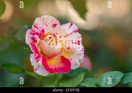 Striped pink yellow rose grown. Bicolor  yellow rose flower with pink stripes. Striped rose multicolored. Multi colored  pink rose with white stripes Stock Photo