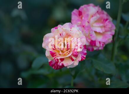 Striped yellow and red flower of rose. Striped hybrid tea rose. Striped pink yellow rose grown. Bicolor yellow rose flower with pink stripes. Stock Photo