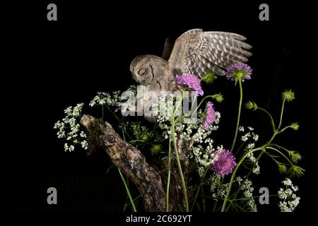 Eurasian Scops Owl (Otus scops scops) during the night in Italy. Landing with its eyes closed. Stock Photo