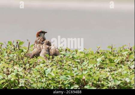 A young bird of the house sparrow begging for food on a hedge near the adult bird Stock Photo