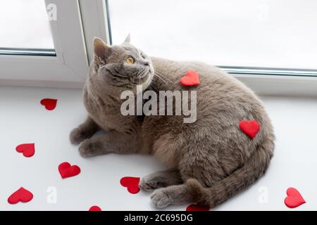 The British lilac cat with red hearts on light background. Home in windowsill. Valentines day concept. Stock Photo