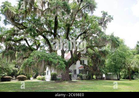 A beautiful and very old southern live oak tree draped in Spanish moss, with grass in the foreground on a sunny day