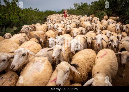 Female shepherd herding sheep, Vietnam Stock Photo