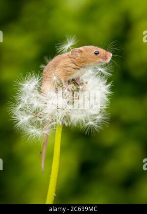 Close-up of a harvest mouse on a dandelion clock, Indiana, USA Stock Photo