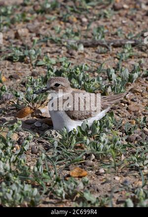 Adult female Greater Sand Plover (Charadrius leschenaultii crassirostris) sitting on her nest on the arid steppes of central Asia. One egg visible. Stock Photo