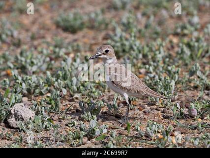 Adult female Greater Sand Plover (Charadrius leschenaultii crassirostris) standing on arid steppes of central Asia. Stock Photo