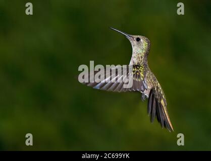 Sombre Hummingbird (Aphantochroa cirrochloris) in flight Stock Photo